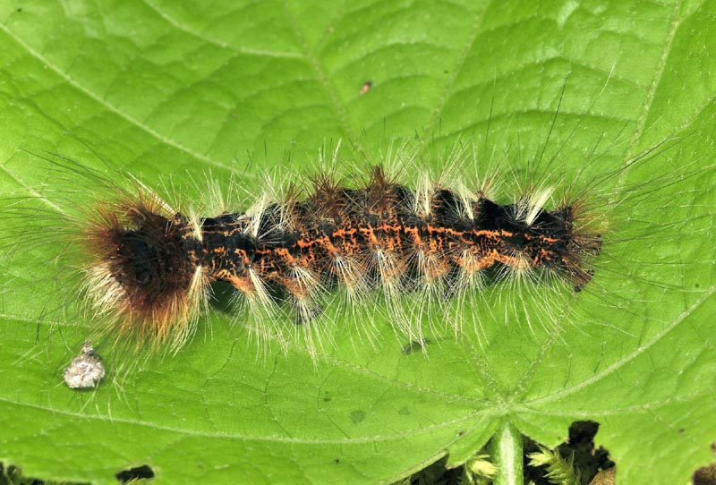 Lymantriidae, bruco e falena